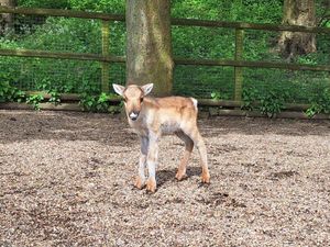 Supporting image for story: Dudley Zoo welcomes two adorable new four-legged arrivals
