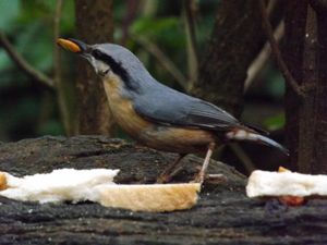 A nuthatch ... eating a nut