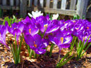 Supporting image for story: Protect your flowers from frost