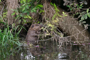 Young Eurasian beaver nibbling at a willow branch