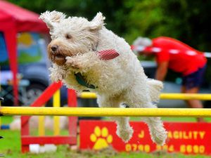 Supporting image for story: Sandwell dog show goes down a treat