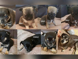 Supporting image for story: Family left heartbroken after puppies and their mother snatched from shed