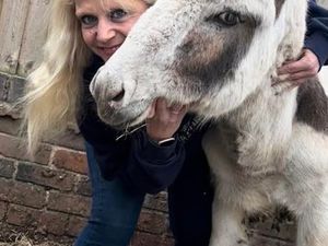 Supporting image for story: ‘We’re absolutely blown away’ Thousands pour in for storm-damaged Shropshire animal rescue centre