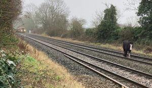 The horse on the track near Albrighton. Photo: Birmingham New Street 

