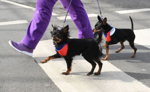 Russian toy dogs named Pride (left) and Austin at the launch of the Crufts Dog show at the Birmingham National Exhibition Centre