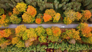 Stunning autumn colours along Penkridge Bank Road, Cannock Chase