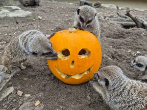 Supporting image for story: Spooky events for Black Country Residents this Halloween