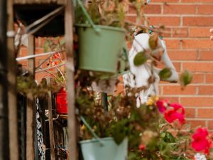 Supporting image for story: Market Drayton lockdown Bloom competition details revealed