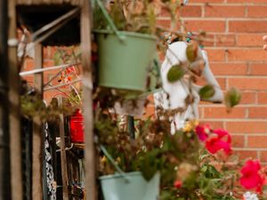 Supporting image for story: Market Drayton lockdown Bloom competition details revealed