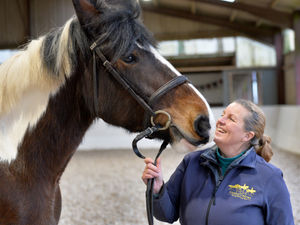Supporting image for story: Horse riding school appealing for donations to look after horses