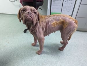 Honey, who was found at the property in Bilston