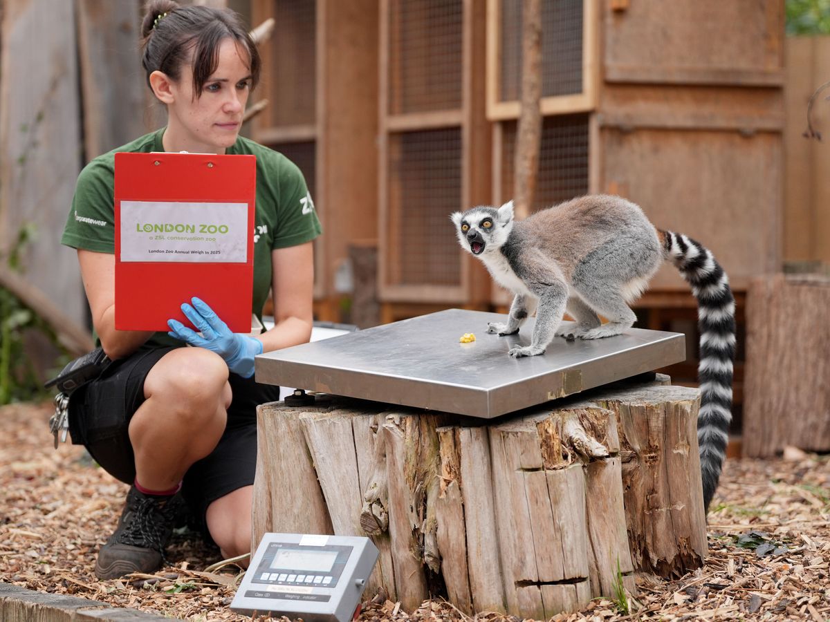 Capybaras, penguins and giant Galapagos tortoises lured on scales for weigh-in