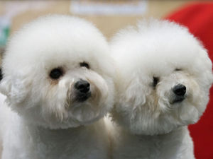 Supporting image for story: Crufts 2018: Highlights of day three at the Birmingham NEC event