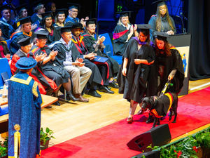 Supporting image for story: Watch: University of Wolverhampton Bachelor graduates with her adorable guide dog - complete with tiny gown