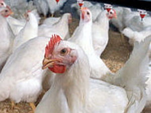 Supporting image for story: Major chicken farm for more than 200,000 birds approved