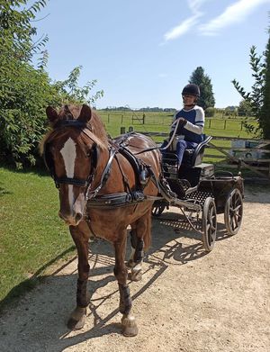 The para-carriage driving legend has been competing for 20 years