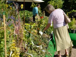 Supporting image for story: Plant fair set to return