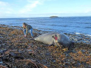 Grumpy – Elephant seals are just part of the diverse wildlife on offer on the Falklands, where Beccy Roberts is the only probation officer