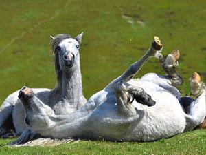 Supporting image for story: Horseplay is a Star Witness winner for Simon