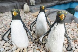 The plastic penguins. Photo: Caters.