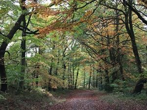 Supporting image for story: View wanted on plans to protect ancient woodland  