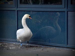Supporting image for story: Shropshire's loneliest swan? Grieving bird visits school every day to stare at own reflection