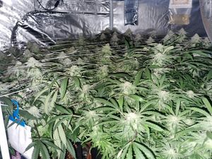 Supporting image for story: Police uncover cannabis farm in Lye