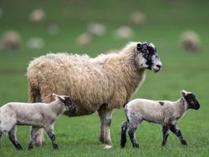 Supporting image for story: US move to lift decades-old ban on British lamb delights UK farmers