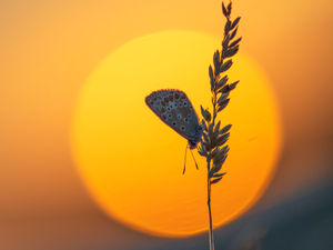 Supporting image for story: Photographers have prize in the frame