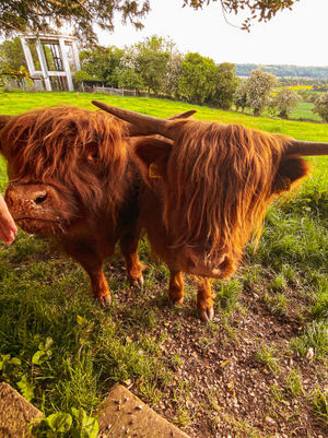 Friendly Highland cattle at Tasley, Bridgnorth. Photo by Adam Hirons posting as @ad_ventures85 on Instagram.