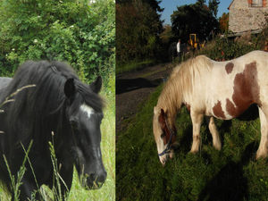 Supporting image for story: Two horses stolen from field near Broseley
