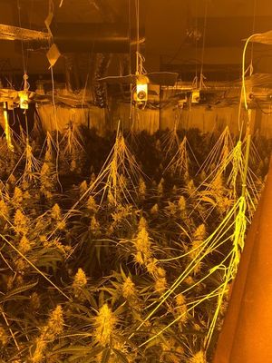 Police found a cannabis farm. Photo: @WillenhallWMP