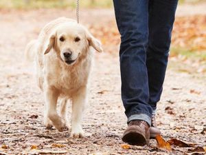 Supporting image for story: Urgent warning for dog owners over livestock worrying