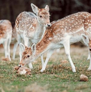 Supporting image for story