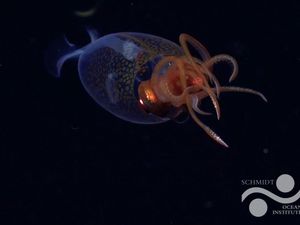 A young colossal squid in dark water