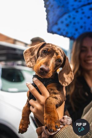 Pup Up Cafe Puppy