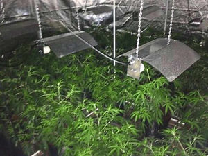 Supporting image for story: £50,000 of cannabis seized in raids