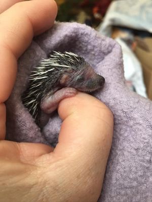 Babies have to be hand-reared.