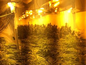 Supporting image for story: £15,000 worth of cannabis found in Walsall
