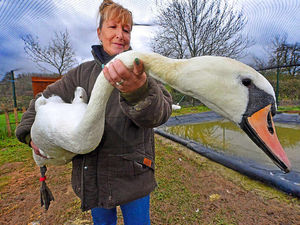 Supporting image for story: Busy year for Shropshire wildlife rescue centre