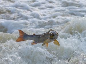Supporting image for story: Stunning salmon spectacle as leaping fish return to Shrewsbury weir