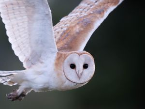 Supporting image for story: AI tool created to monitor barn owl chicks without disturbing nesting sites