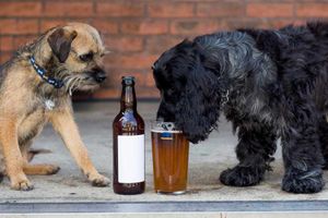 Supporting image for story: Every dog has its day: All ale the new face of beer