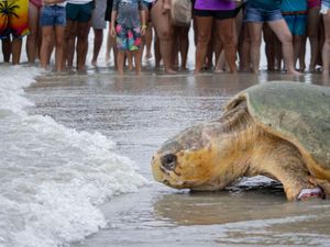 Supporting image for story: Loggerhead sea turtle returns to Atlantic Ocean after rehabilitation in Florida