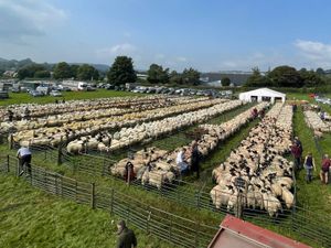 Supporting image for story: Halls sells 3,500 breeding sheep at annual Bishop's Castle sale