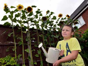 Supporting image for story: Young West Bromwich gardener has flower power