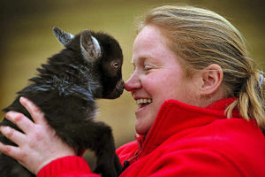 Supporting image for story: He's the size of a cat... no kid-ding! Meet the smallest billy goat in the country