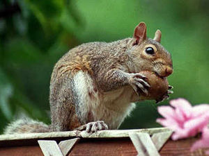 Supporting image for story: How about halal slaughter of squirrels?