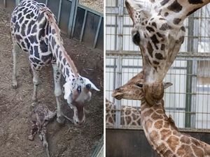 Supporting image for story: Fantastic moment adorable Northern giraffe is born at West Midlands Safari Park