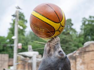 Supporting image for story: Sea lions get into spirit of Commonwealth Games with activities
